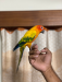 Sun conure red facktor